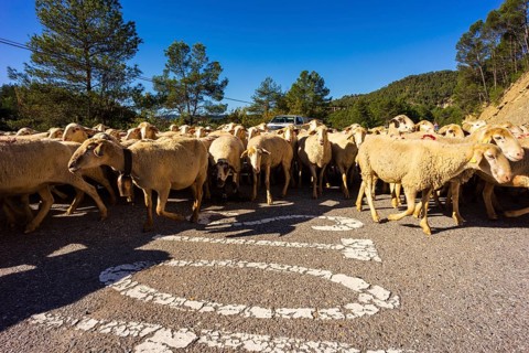 Sheep flock in transhumance on a road, Puerto del Serrablo, Huesca province, Spain, Europe