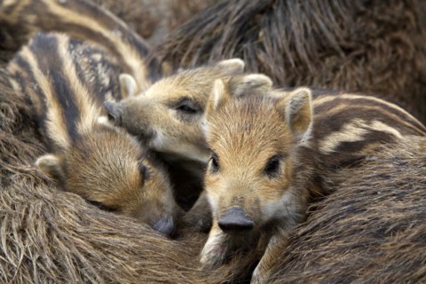 Wild boar family