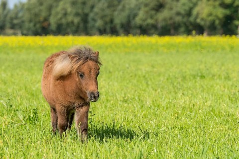 Young Shetland pony in the pasture
