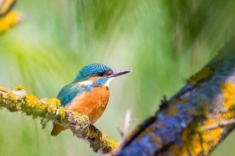 A common kingfisher (Alcedo atthis), River Kingfisher, Lower Saxony, Federal Republic of Germany