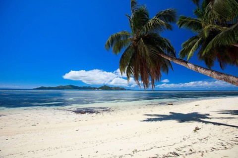 La Digue, Palm tree beach, Seychelles, Indian Ocean, Palm trees, La Digue, Indian Ocean,