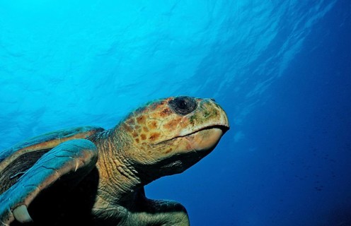 Loggerhead sea turtle, Caretta caretta, Netherlands Antilles, Bonaire, Caribbean, Caribbean Sea