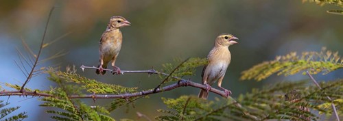 European greenfinch (Chloris chloris), Tendaba camp / Tendaba photo hid, Hockenheim,