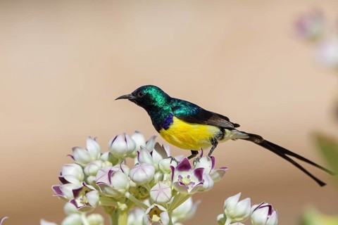 Nile Valley Sunbird, Anthodiaeta metallica, Anthreptes metallicus, (Hedydipna metallica), male in