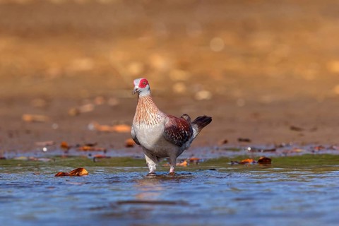 Africa, Gambia, speckled pigeon (Columba guinea), Pigeon roussard, Paloma de Guinea, Pigeon,