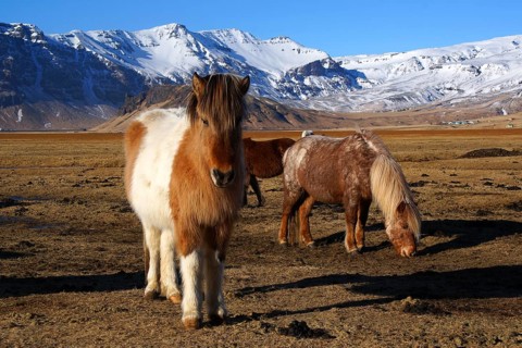Iceland, Europe, Icelandic horses on Heimaway, volcanic island, (Equus ferus caballus), Heimaway,