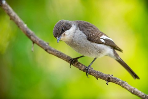 Sigelus silens, Fiscal Flycatcher, Gobemouche fiscal, Papamoscas fiscal, Garden Route National