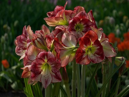 Close-up of red Hippeastrum flowers blooming in nature in spring, Amsterdam, Netherlands