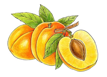Three juicy peaches isolated on white background