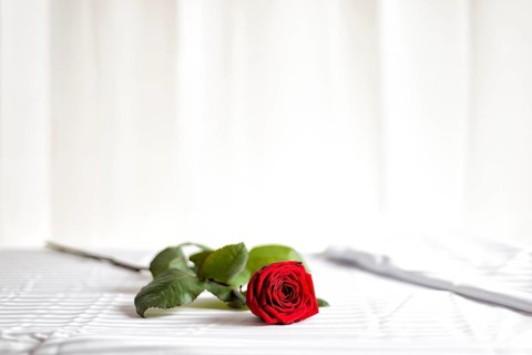Red rose lying on a bed on Valentine's Day