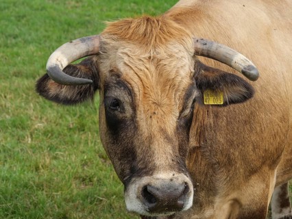 Close-up of the head of a bull with ear tag, Velen, North Rhine-Westphalia, Germany, Europe