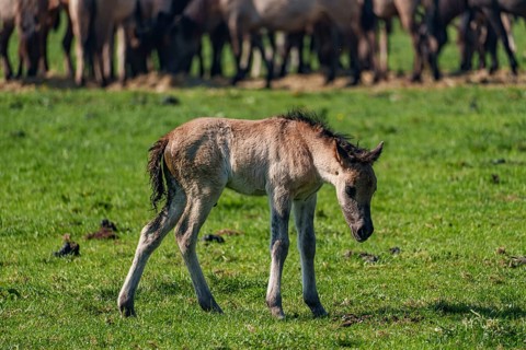 A young foal stands alone on a green meadow, surrounded by a herd, dülmen, westphalia, münsterland,