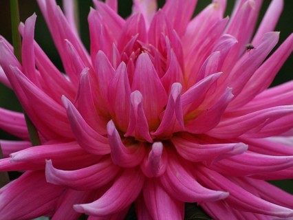 Macro photograph of a pink dahlia with detailed petals, Borken, Westphalia, Germany, Europe