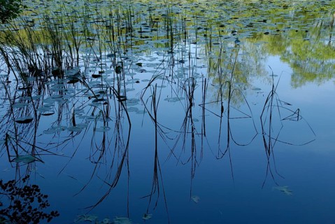 Reflection on the water at Wolfsmoor in Marienhölzung, Flensburg, Schleswig-Holstein, Germany,