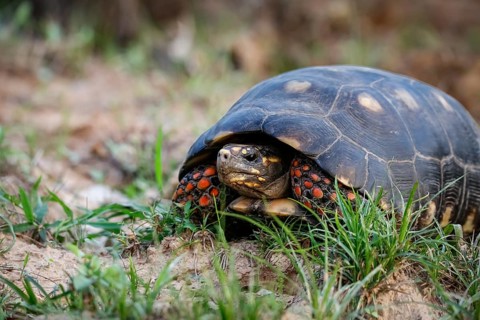 Red-footed tortoise facing camera in grass, Pantanal Wetlands, Mato Grosso, Brazil, South America