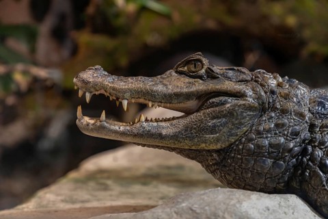 A picture of a Crocodile at the Oslo Reptile Park