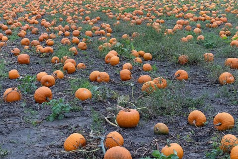 Large field with many pumpkins