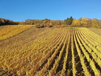 An image of a view over a vineyard at Alsace France in autumn light