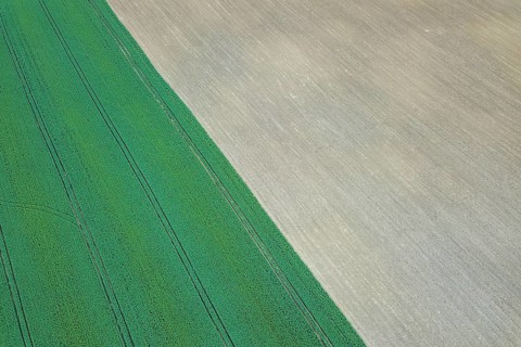 Rapeseed green field in spring, Agricultural land, Aerial View