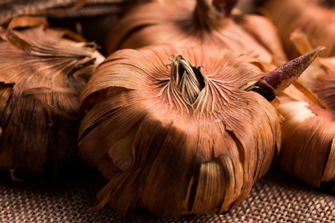 Gladiola bulbs ready to plant in the spring garden