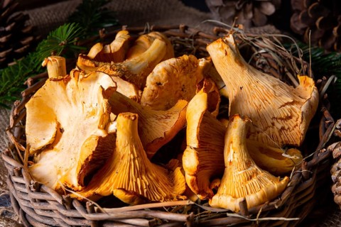 Real chanterelles, a delight from the forest