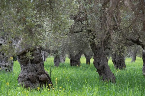 Centenary olive trees of Alqueria d'Avall, Bunyola, Majorca, Balearic Islands, Spain, Europe