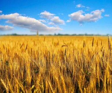 Wheat field with clouds on blue sky. Shallow deep of field