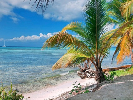 Tropical beach in Dominican republic. Caribbean sea. island Saona