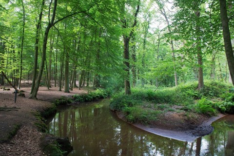 Estate Geijsteren in forest with brook