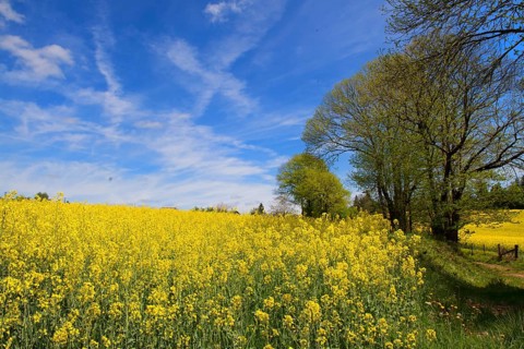 Limousin landscape with blooming yellow rape seed