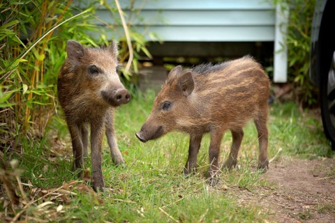 Newborns in the Esterel Mountains, southern France 2022