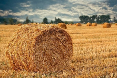 Wheat straw rolls on the field at sunset