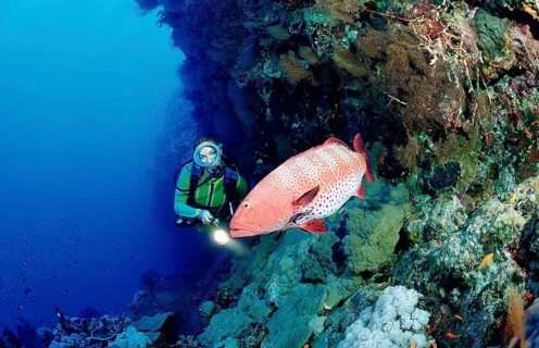 Diver and panther trout perch, Plectropomus pessuliferus, Egypt, Africa, Sinai, Dahab, Red Sea,