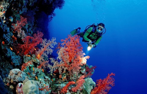 Diver and colourful coral reef, Egypt, Africa, Sinai, Ras Mohammed, Red Sea, Africa