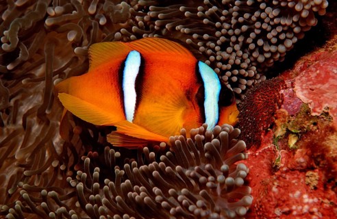 Red Sea Anemonefish, Amphiprion bicinctus, Djibouti, Djibouti, Africa, Afar Triangle, Gulf of Aden,