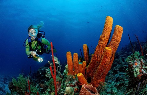 Tubular sponge and diver, Pseudoceratina crassa, Catalina, Caribbean Sea, Dominican Republic,