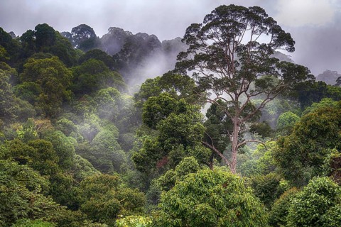 Tropical rainforest, Deramakot Forest Reserve, Sabah, Borneo Malaysia