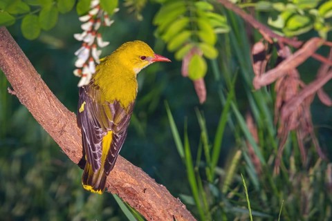 Oriole, (Eurasian Golden Oriole), on perch, animals, birds, New Tower Hide, Tiszaalpár - Kiskunsági