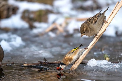 Goldfinch - drinks at the ice hole (Carduelis carduelis)