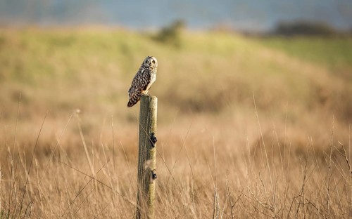Wild Owl in Nature, Color Image, Northern California, USA, North America