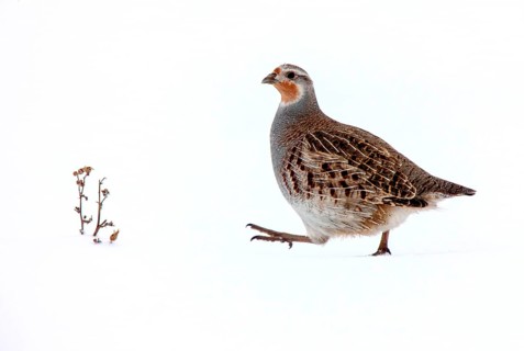 Partridge in Saskatchewan Canada season Prairie Scene