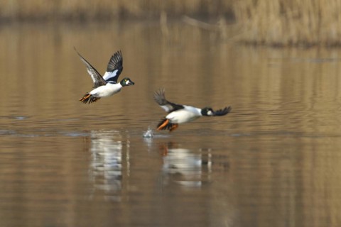 Goldeneye duck male in flight, Bucephala clangula, Male Common Goldeneye duck