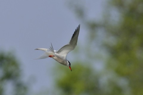 Common tern in flight. Common Tern in the morning sun
