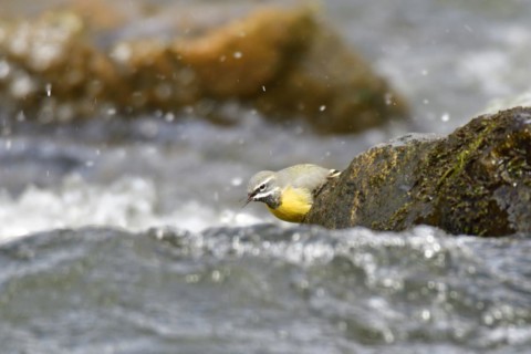 Grey wagtail in spring. Grey wagtail looking for food