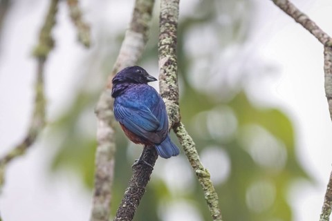 Chestnut-bellied euphonia on a tree branch from the back, head to the right, Serra da Mantiqueira,