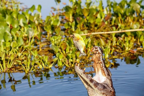 Yacare caiman jumps out of water for and caught a piranha, Pantanal Wetlands, Mato Grosso, Brazil,