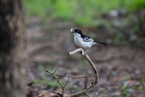 Great antshrike with an insect in its beak perched on a bare branch in forest, Pantanal Wetlands,