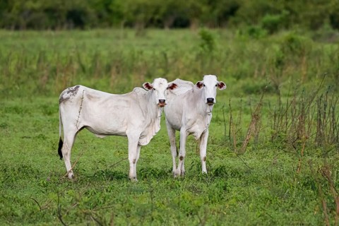 Two typical white Pantaneira cows on a lush green meadow, facing camera, Pantanal Wetlands, Mato