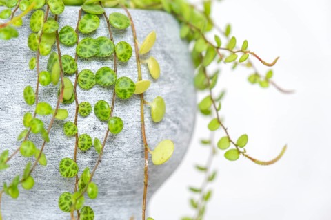 Long lashes of peperomium prostrate in a concrete pot hang with round turtle leaves. Peperomy