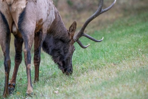 Wild Elk Close up Northern Saskatchewan Bull